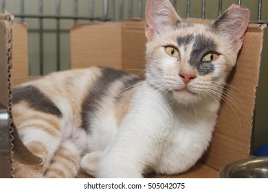 Diluted Calico Images Stock Photos Vectors Shutterstock