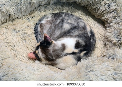 Dilute Calico Cat Curled Up And Sleeping In Soft Warm Fuzzy Cat Bed