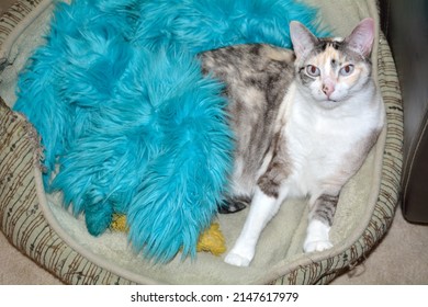 Dilute Calico Cat Proud Of Herself To Have Stolen Dog Bed And Resting Up Against The Dog Toys