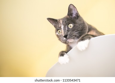 Dilute Calico Cat Images Stock Photos Vectors Shutterstock