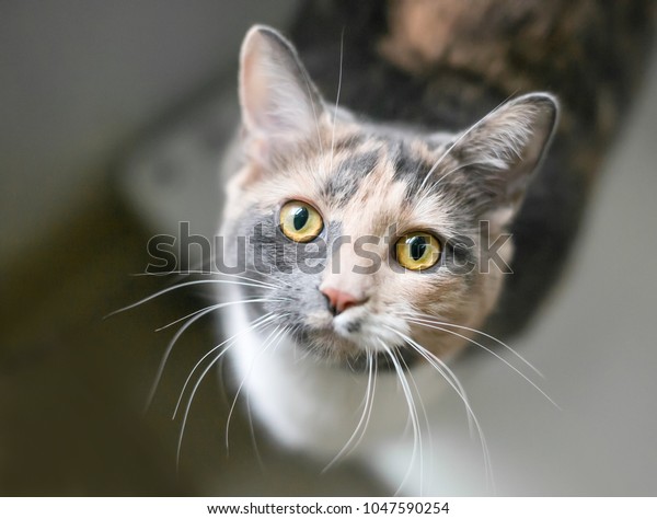 Dilute Calico Domestic Shorthair Cat Yellow Animals Wildlife