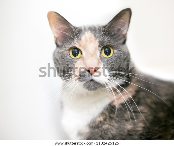 Dilute Calico Domestic Shorthair Cat Wide Stock Photo Edit Now