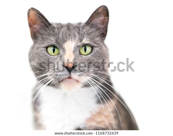 Dilute Calico Domestic Shorthair Cat Green Stock Photo Edit Now