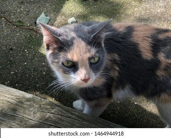 Diluted Calico Images Stock Photos Vectors Shutterstock