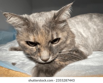 Dilute tortoiseshell colored cat is gray buff and white.
