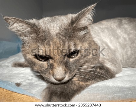 Dilute tortoiseshell colored cat is gray buff and white.