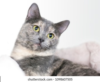 A Dilute Tortoiseshell domestic shorthair cat relaxing on some blankets