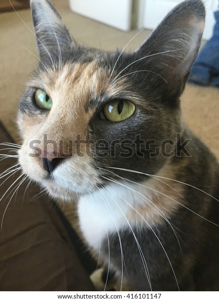 Diluted Calico Domestic Short Hair Cat Stock Photo Edit Now