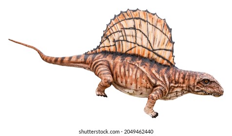 Dimetrodon is an extinct genus of non-mammalian synapsid that lived during the Cisuralian, Dimetrodon isolated on white background with clipping path