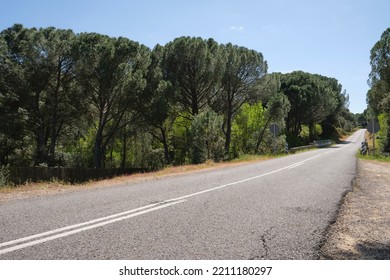 Diminishing Perspective View Of A Straight Asphalted Road Across A Forest With Blue Sky.