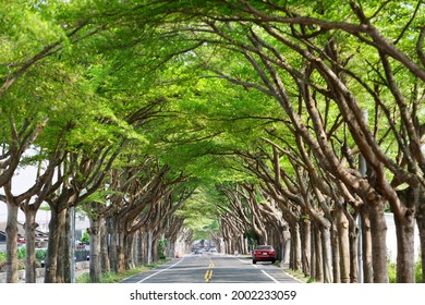 A Diminishing Perspective View Of A Street Extending Under An Archway Of Giant Madagascar Almond Trees With A Red Car Parking On The Roadside Under Lush Greenery, In Taibao City, Chiayi County, Taiwan