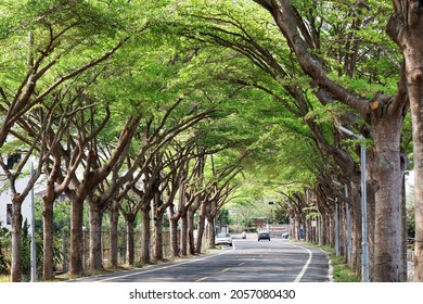 A Diminishing Perspective View Of A Street Under An Archway Of Giant Madagascar Almond Trees With Cars Driving Through The Lush Greenery And Dappled Sunlight, In Taibao City, Chiayi County, Taiwan