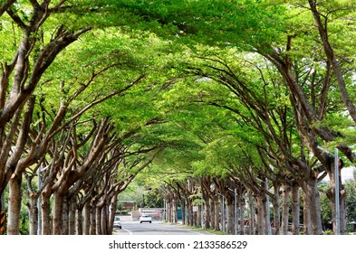 A Diminishing Perspective View Of A Street Under A Beautiful Archway Of Giant Madagascar Almond Trees In Taibao City, Chiayi County, Taiwan