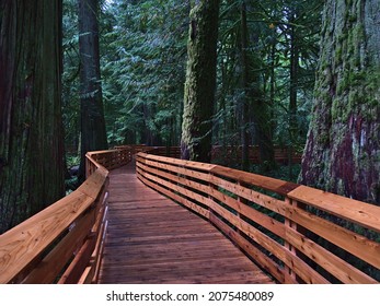 Diminishing perspective of wooden boardwalk leading through old forest with western red cedar trees at Cathedral Grove, Vancouver Island, British Columbia, Canada. Focus on wood boards in center.