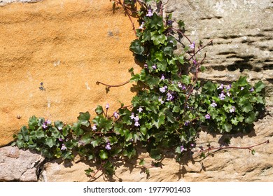 The Diminutive Ivy-leaved Toadflax Has Adapted To Survive And Thrive In The Hostile Environment Of Rock Faces And Masonry. They Tenaciously Cling To Areas Where Water And Soil Are Often Minimal