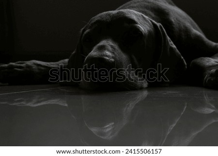 In the dimly lit room, a Weimaraner dog lies forlorn on the floor, emanating a sense of deep sadness and boredom. The somber atmosphere is accentuated by the dog's obscured eyes.