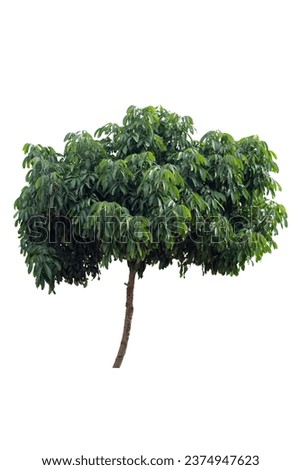 Dimocarpus longan Lour or Longan tree isolated on white background included clipping path.