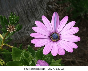 Dimorphoteca, commonly called Cape daisy or Cape marigold, originated in Africa, belongs to the daisy family known as Asteraceae. Purple flower up to 8cm across, blooms from May to November. - Powered by Shutterstock