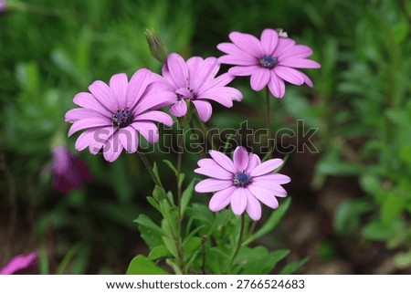Dimorphotheca ecklonis, also known as Cape marguerite