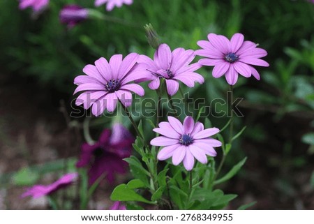 Dimorphotheca ecklonis, also known as Cape marguerite