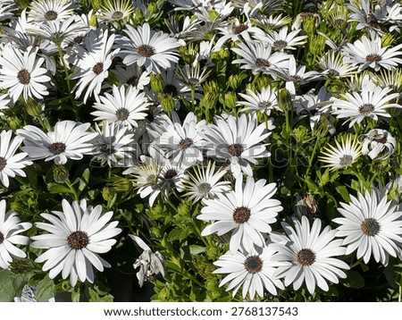 Dimorphotheca ecklonis (synonym Osteospermum ecklonis), a vibrant flowering plant commonly known as the Cape Marguerite, African Daisy, or Cape Daisy. Native to South Africa, it is widely cultivated for its showy, daisy-like blooms that traditionally feature white petals and a deep blue or purple central disc. Large heads up to 80 mm (3 inches) in diameter. The petals are bright white on top and often show violet or blue streaks on the underside.