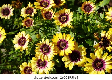 dimorphotheca flowers in full bloom