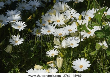 Dimorphotheca, or Osteospermum ecklonis white daisy flowers and a Pieris rapae butterfly
