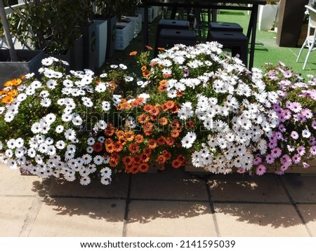 Dimorphotheca, or Osteospermum ecklonis, white, orange and pink daisy flowers