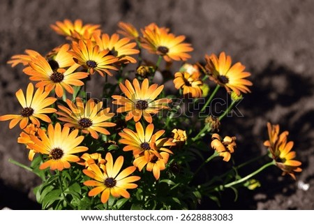 Dimorphotheca sinuata (Cape Marigold).
It flowers early in spring. It is an annual sometimes exceeding 30 cm (12 inches) in height. It is also widely cultivated as an ornamental and naturalized in par