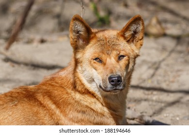 how many puppies are born in a new guinea singing dog litter