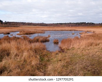 Dingle Marshes, Suffolk, January 2019