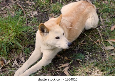 Dingo