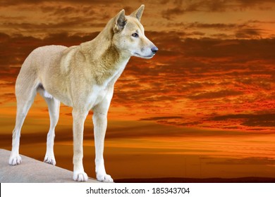 Dingo In The Bright Sunset In The Evening