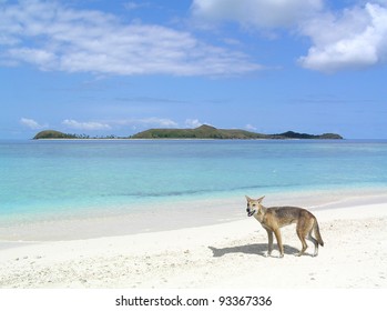 A Dingo By The Beach In Australia.