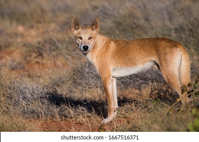 where can you find dingoes in australia