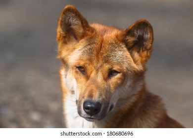 Dingo Close Up