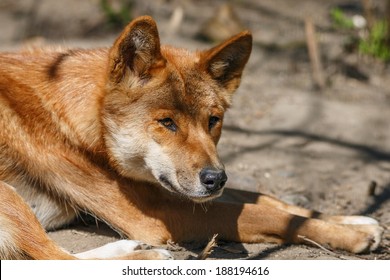 Dingo Close Up