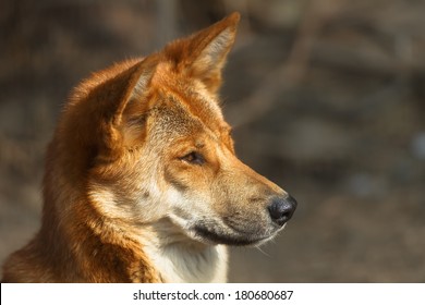 Dingo In Detail