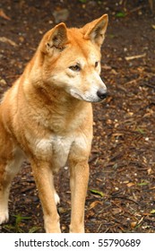 A Dingo Dog Australian Native Animal Photography