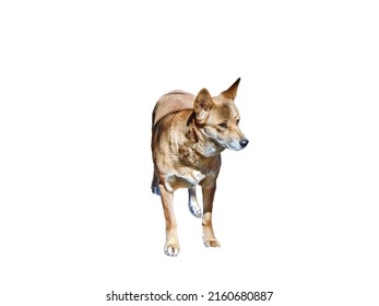 Dingo Dog Isolated On White Background