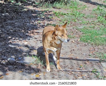 A Dingo Dog Is Looking