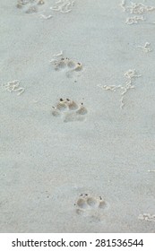 Dingo Footprints In The Sand
