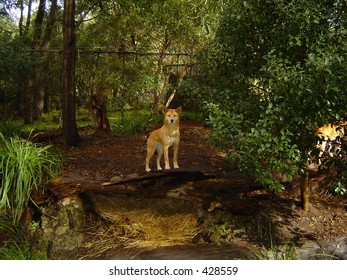 Dingo At Healesville Sanctuary, Australia Victoria