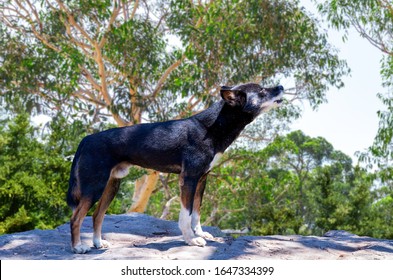 Dingo Howling Standing On Rocky Cliff In Australia. Side View Shot With Forest Background. Wild Dog In Nature Wilderness.