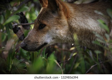 Dingo Hunting, Fraser Island, Queensland, Australia.