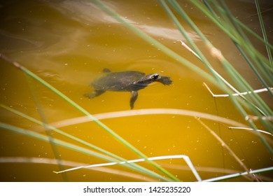 Dingo, Kangaroo, Star Fish, Turtles And Jelly Fish. Australian Wildlife