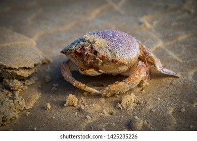 Dingo, Kangaroo, Star Fish, Turtles And Jelly Fish. Australian Wildlife