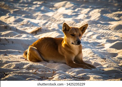 Dingo, Kangaroo, Star Fish, Turtles And Jelly Fish. Australian Wildlife