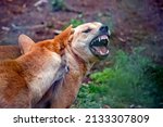 the dingo is a native wild dog in Australia