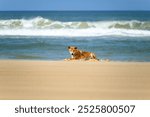 Dingo native wild dog, on beach, K